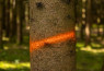 Sprej za označevanje Forst Neon 500ml - oranž