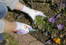 Rokavice Garden Care vijolične - 8