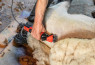 Električne škarje za ovce - FarmClipper 350W
