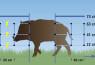 Mreža za divje svinje 75cm enojna - 50m