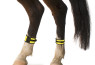 Pas za konjsko nogo - top reflektiven - M